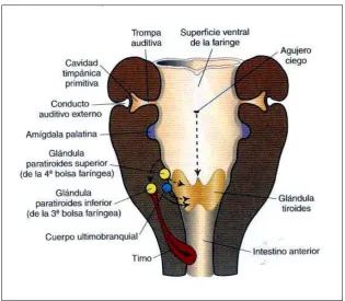 Figura 15. Esquema del desarrollo y migración del timo (Sadler, 2008). 