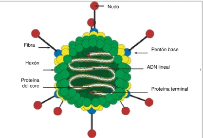 Figura 21. Esquema de la estructura del adenovirus tipo 5. 