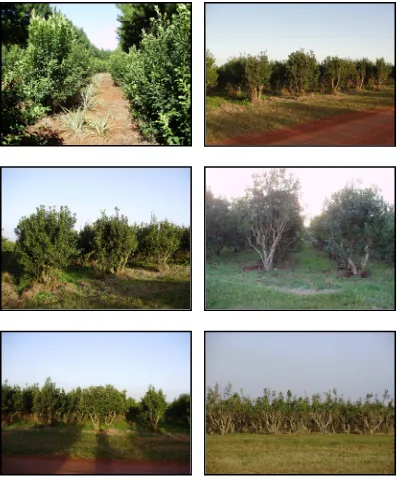 Figura 4. Cultivos de yerba mate en diferentes localidades de la provincia de 