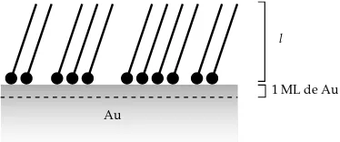 Figura 2.9Representacion de una SAM de tiol sobre Au. La linea trazos representa la monocapa´de ´atomos de Au en la interfase RS-Au.