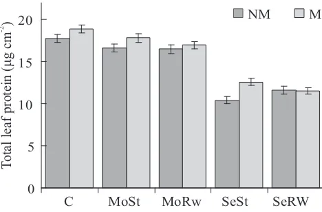 Figure 5. Foliar chlorophyll concentration in non-mycorrhizal (NM) and mycorrhizal (M) wheat plantsinoculated with Glomus claroideum under well-wateredconditions (C), moderate water stress (MoSt), severe waterstress (SeSt), moderate water stress followed b