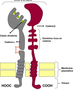 Fig. 6: Estructura de una integrina. Modificado de Alberts et al., (2004). 