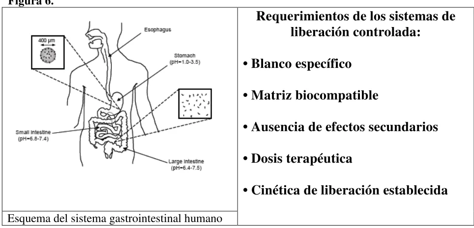 Figura 6.   