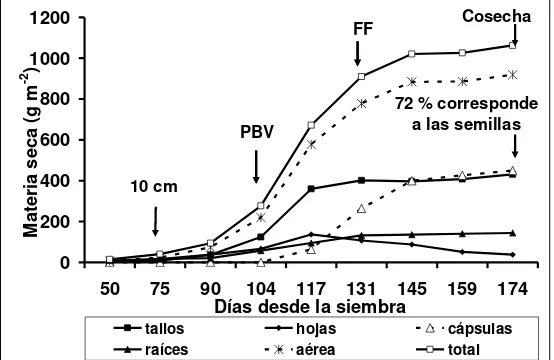 Figura 1.3: Acumulación de la materia seca y partición por órganos en el cultivo de lino