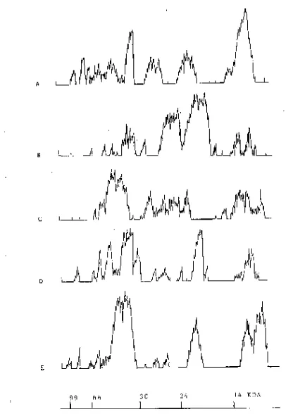 Figure II.Densitometry of SDS-Polyacrilamidegel electrophoresis: A. E.B.neuwiediB.alternatus, B., C