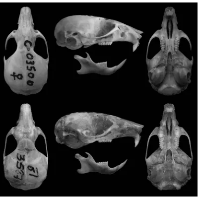 Figura 1. Vista dorsal, lateral y ventral del cráneo y labial de la mandíbula de andina Abrothrix andina (C 3500, arriba) y A