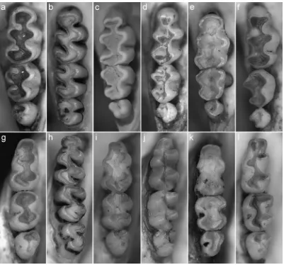 Figura 20. Series molares superiores derechas (arriba) e inferiores izquierdas en Abrotrichini 