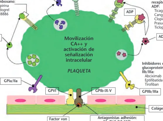Figura  1. Clasificación y mecanismo de acción de los fármacos antiagregantes. ADP: adenosindifos- adenosindifos-fato; PAR: receptor activado por proteasas; GP:glicoproteína