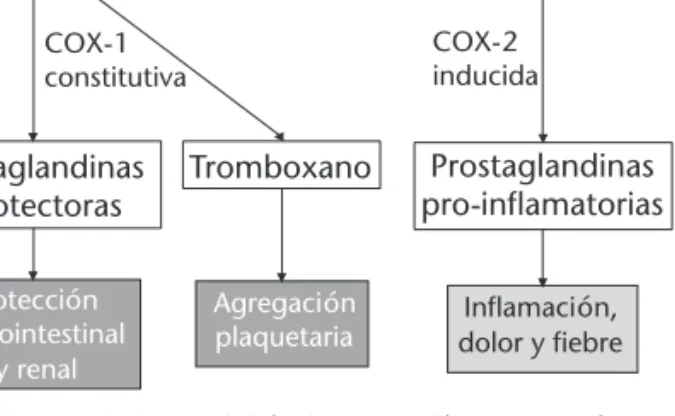 Figura 1. Metabolismo del ácido araquidónico y acción far- far-macológica de los antiinflamatorios no esteroideos