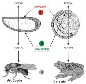 Figura 4. Acciones de los miembros de la familia DPP y sus proteínas inhibidoras en la forma-ción del eje dorsal de artrópodos y cordados.(1) A