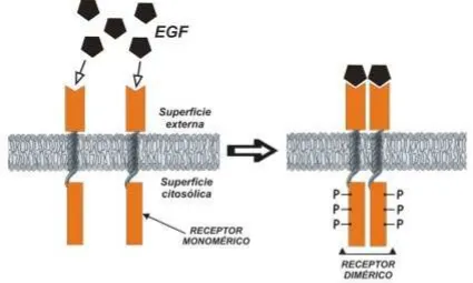 Figura 1. Mecanismo de acción del EGF. Al unirse al ligando, se dimeriza el recep-tor y cada una de las cadenas del mismo fosforila a la otra (transfosforilación).Figure 1
