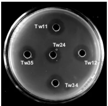 Fig. 1. Inhibitory activity of lactic acid bacteria isolated from marine ishTw35) and subsp