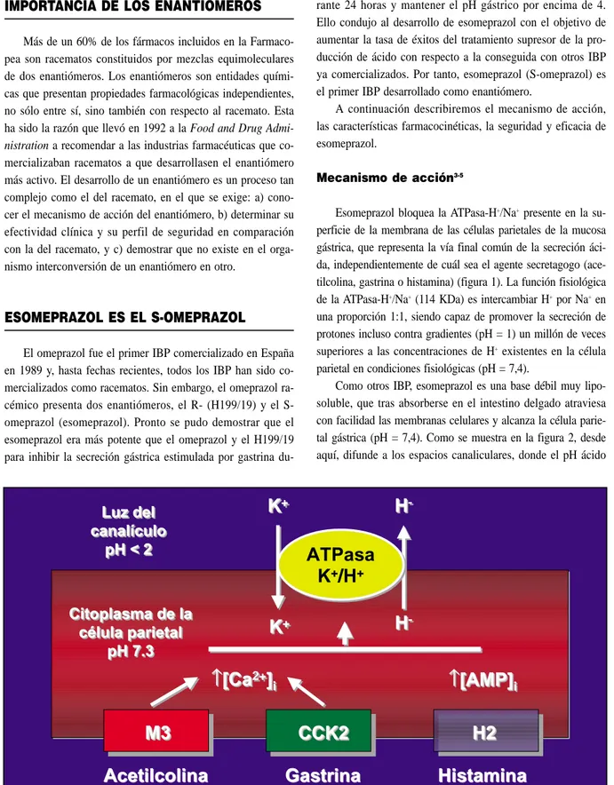 Figura 1. La ATPasa K+/H+ es la vía final de la secreción de ácido clorhídrico por la célula parietal gás- gás-trica