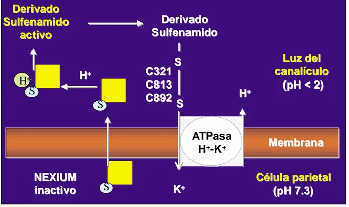 Figura 3. A) La actividad de la pepsina depende del pH gástrico, disminuyendo cuando aumenta por encima de 4