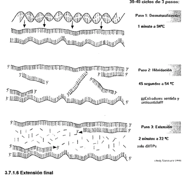 FIGURA  1:  Pasos  básicos  de  la  PCR  (Andy  Vierstracte  1999,  tomado  de  www.monografias.com) 