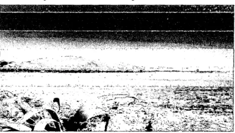 Fig. 2.3  Área de los terrenos sin regadillo de San Jerónimo 
