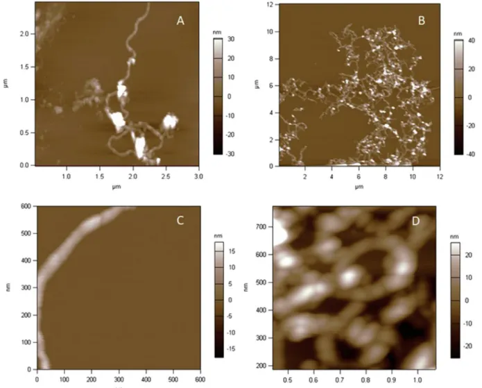 Fig. 4. AFM height images of pristine MWCNTs 1 (A) 3  3 m m and (C) 600  600 nm, and CA-MWCNT 5 at (B) 12  12 m m and (D) 800 nm X 1,2 m m.