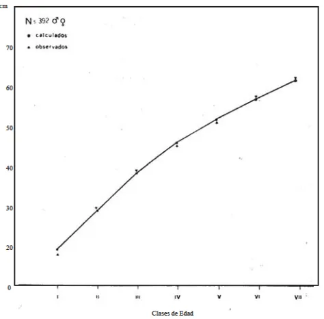 Fig. 1. � Representación gráfica de la relación entre largo y edad del pez palo,según Lt = 862 (1� e �0,17 (t-0,27) )