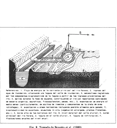 Fig. 8. Tomada de B<metto et al. (1989) 
