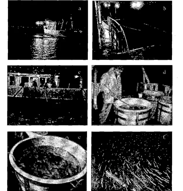 Foto  l. Captura de  anchoveta viva.  a)  Buque de Investigación Científica SNP 2;  b)  Sistema de  atracción  con  luces  y  red  izada;  e)  Colecta  de  anchoveta  con  uso  de  redes  de  mano;  d)  Distribución  de  peces  en  tanques de 300 L; e) Anc