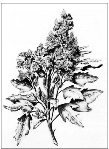 FIGURA 3: Ilustración de la panoja de C.  quinoa (NRC, 1989). 