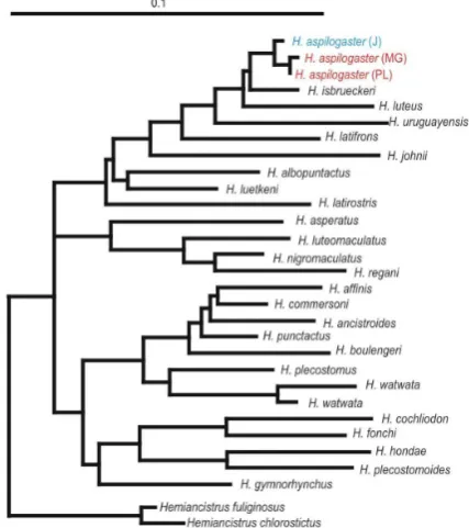 Table 1. Morphometric and meristic data of Hypostomus aspilogaster (n= 4) from Argentina.