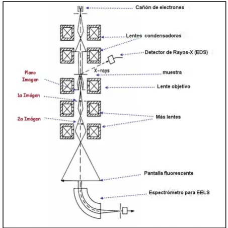 Fig. 1. – Esquema de un Microscopio Electrónico de Transmisión (TEM) 