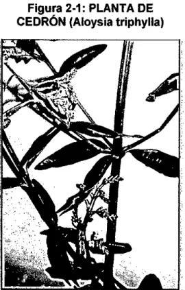 Figura 2-1: PLANTA DE  CEDRÓN (Aloysia triphylla) 