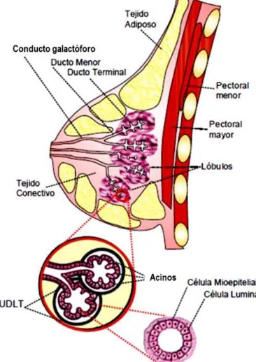 Figura 1. Estructura e histología de la glándula 