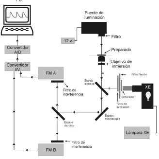 Figura 8: Esquema que muestra los componentes elementales del sistema de microscopía adaptado para experimentos de fluorescencia