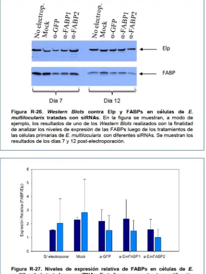Figura R-26. Western Blots contra Elp y FABPs en células de E. 