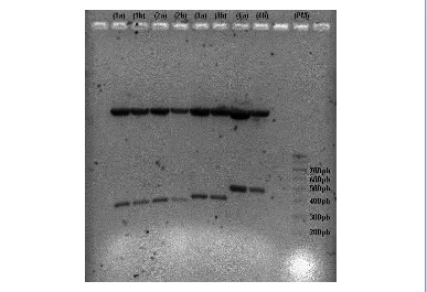 Figura R-29. Digestiones con EcoRI de los plásmidos pGEM-T recombinantes. La figura muestra una electroforesis en gel de agarosa donde se observan los insertos liberados al digerir los diferentes plásmidos con la enzima EcoRI
