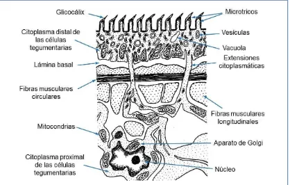 Figura I-1. Esquema del tegumento de un cestodo adulto. de una zona más superficial, anucleada, que se conecta por extensiones citoplasmáticas al cuerpo de la célula tegumentaria, en donde se localiza el núcleo y otras organelas