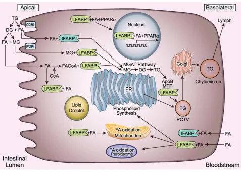 Fig. 1.3. Tomada de (Gajda and Storch 2015). Funciones de I- y LFABP en el enterocito intestinal