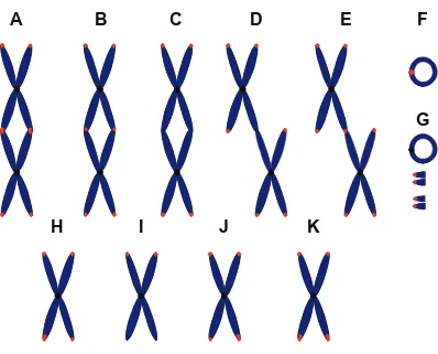 Figura 5: Representación esquemática de los principales tipos de aberraciones teloméricas que involucran disfunción telomérica analizadas en metafase mitótica de las células ADIPO-P2 mediante la técnica de FISH