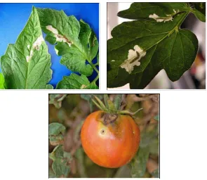 Figura 1.3: Daño provocado por la polilla del tomate Tuta absoluta. Se observan las galerías formadas por la plaga sobre hojas y frutos de tomate