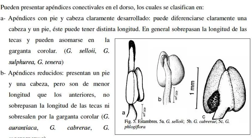 Fig. 5. Estambres. 5a. G. selloii;  5b. G. cabrerae; 5c. G. 