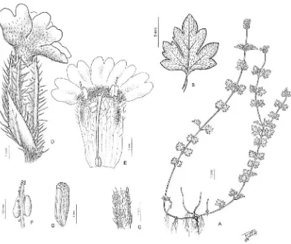 Figura 43. Glandularia jordanesis. A, aspecto general planta. B, hoja, cara adaxial. C, detalle 