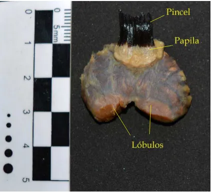 Figura 65: Aspecto externo de la glándula uropigia del biguá (Phalacrocorax brasilianus)
