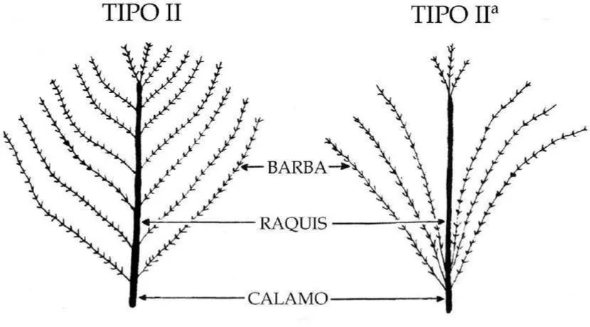 Figura 2: Pluma del pincel Tipo I (plumón). Modificado de Johnston (1988) p. 247. 