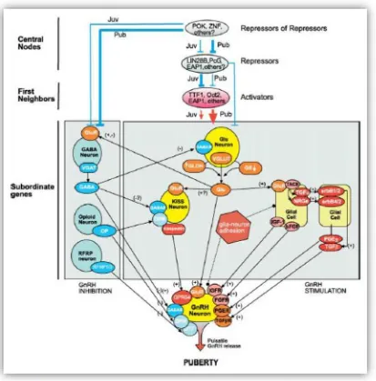 Figura 2: Esquema representativo de la estructura de la compleja red de genes que mediante señales transinápticas y gliales, actúan en la regulación neuroendócrina de la pubertad en mamíferos (Tomado de Ojeda et al., 2010)