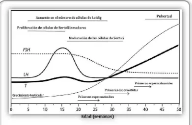 Figura 3: Crecimiento y desarrollo del sistema reproductivo de bovinos machos y patrón temporal de concentraciones séricas de las hormonas sexuales LH, FSH y T, desde el nacimiento hasta la pubertad (Adaptado de Rawlings et al., 2008)