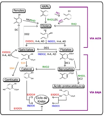 Figura1.3:Esquemadelasdiversasrutas metab´olicasbacterianasinvolucradasenladegradaci´deshidrogenasas(AD),descarboxilasas(DO,DC)ehidroxilasas(HA)semuestranennegro.Figuramodi�cadaenzimasinvolucradasenladegradaci´onde HAPsdebajopeso molecularenbacterias.Encolorse muestranlasenzimasresponsablesdeladiversi�caci´ondedichasrutas:verde,dioxigenasasdeanillosarom´aticos(RHD);envioleta,monooxigenasas(MO);rojo,extradioldioxigenasas(EXDO);azul,intradioldioxigenasas(INDO);naranja,salicilatohidroxilasas(S1HyS5H).Otrason,talescomodeshidrogenasas(D),hidratasa-aldolasas(H-A),aldeh´ıdode Mallickycolaboradores[Mallicketal.,2011]