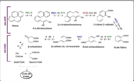 Figura1.4:Degradaci´ondepirenoporM.vanbaalenii PYR-1.Encolorsemuestranlasenzimasresponsablesdeladiversi�caci´ondedichasrutas:verde,dioxigenasasdeanillosarom´aticos(RHD);rojo,extradioldioxigenasas(EXDO);azul,intradioldioxigenasas(INDO).Otrasenzimasinvolucradasenladegradaci´on,talescomodeshi-drogenasas(D),hidratasa-aldolasas(H-A),aldeh´ıdodeshidrogenasas(AD),descarboxilasas(DC)ehidroxilasas(HA),isomerasas(I),hidrolasa(H),Succinil-CoAtransferasa(Tr)y-cetoadipil-CoAtiolasa(Ti)se muestranennegro.Figura modi�cadadeKimycolaboradores[Kimetal.,2007]