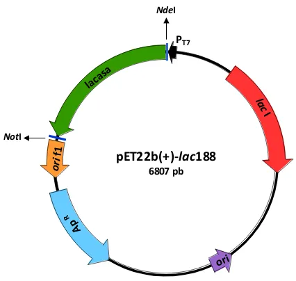 Figura VII.2. Esquema de la construcción pET22b(+)-lac188. Se muestran los elementos principales del vector pET22b(+): ori f1 (origen del fago f1), ori (origen de replicación plasmídica), lacI (gen que codifica para el represor LacI), ApR (gen de resistenc