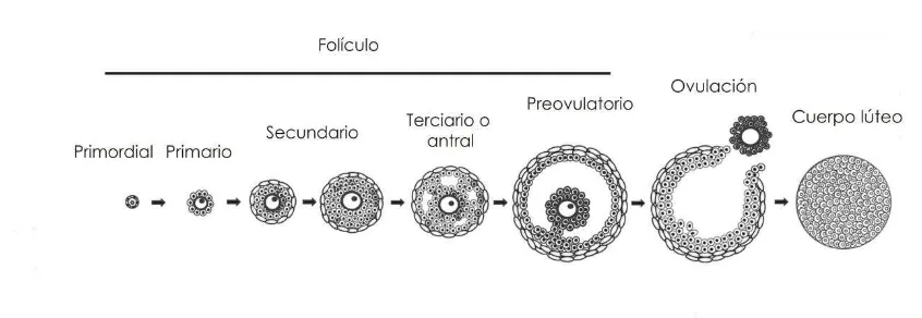 Figura 1: Etapas de la foliculogénesis. (Modificado de Edson et al., 2009) 