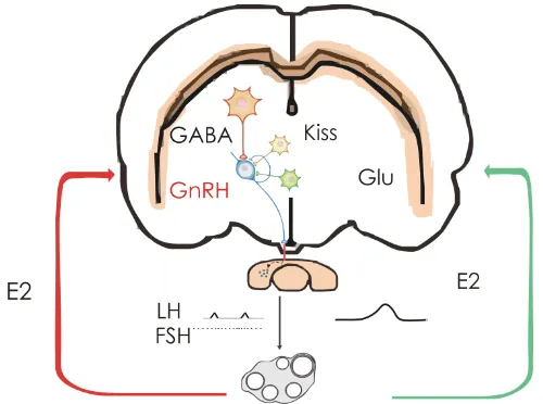 Figura 3: hipotálamo- hipofiso- ovárico de una rata hembra de mediana edad.Diagrama esquemático de los principales moduladores del eje  