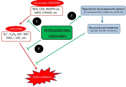 Figura 2. Diferentes mecanismos de acción de los antioxidantes  