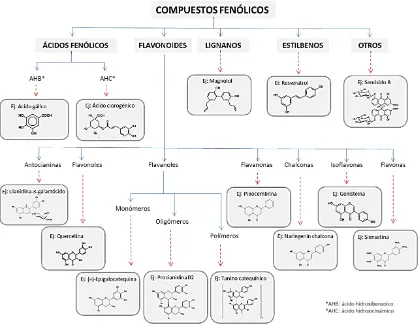 Figura 3. Principales tipos de compuestos fenólicos  de origen vegetal 