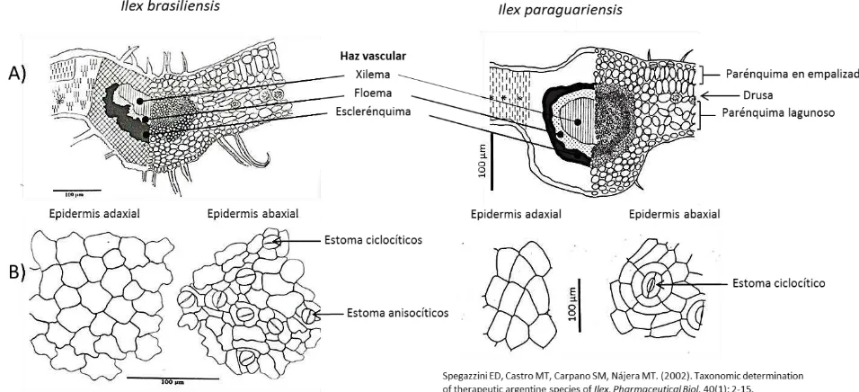 Figura 7. Microcopia óptica de hojas de I. brasiliensis 